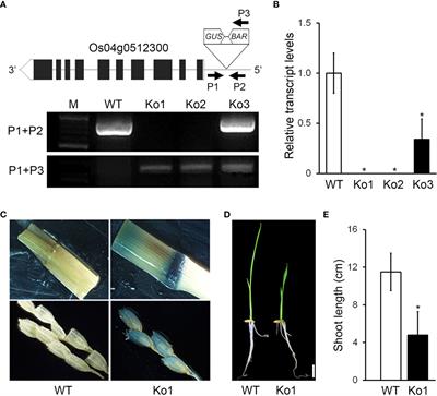 Gibberellic acid sensitive dwarf encodes an ARPC2 subunit that mediates gibberellic acid biosynthesis, effects to grain yield in rice
